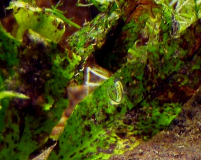 I Terracquari del Centro di Entomologia - Piombino (LI)